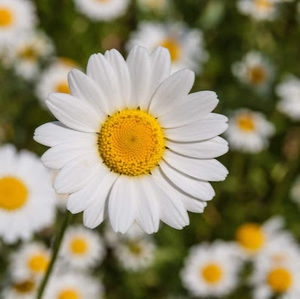 Meet your Posher, Marichka